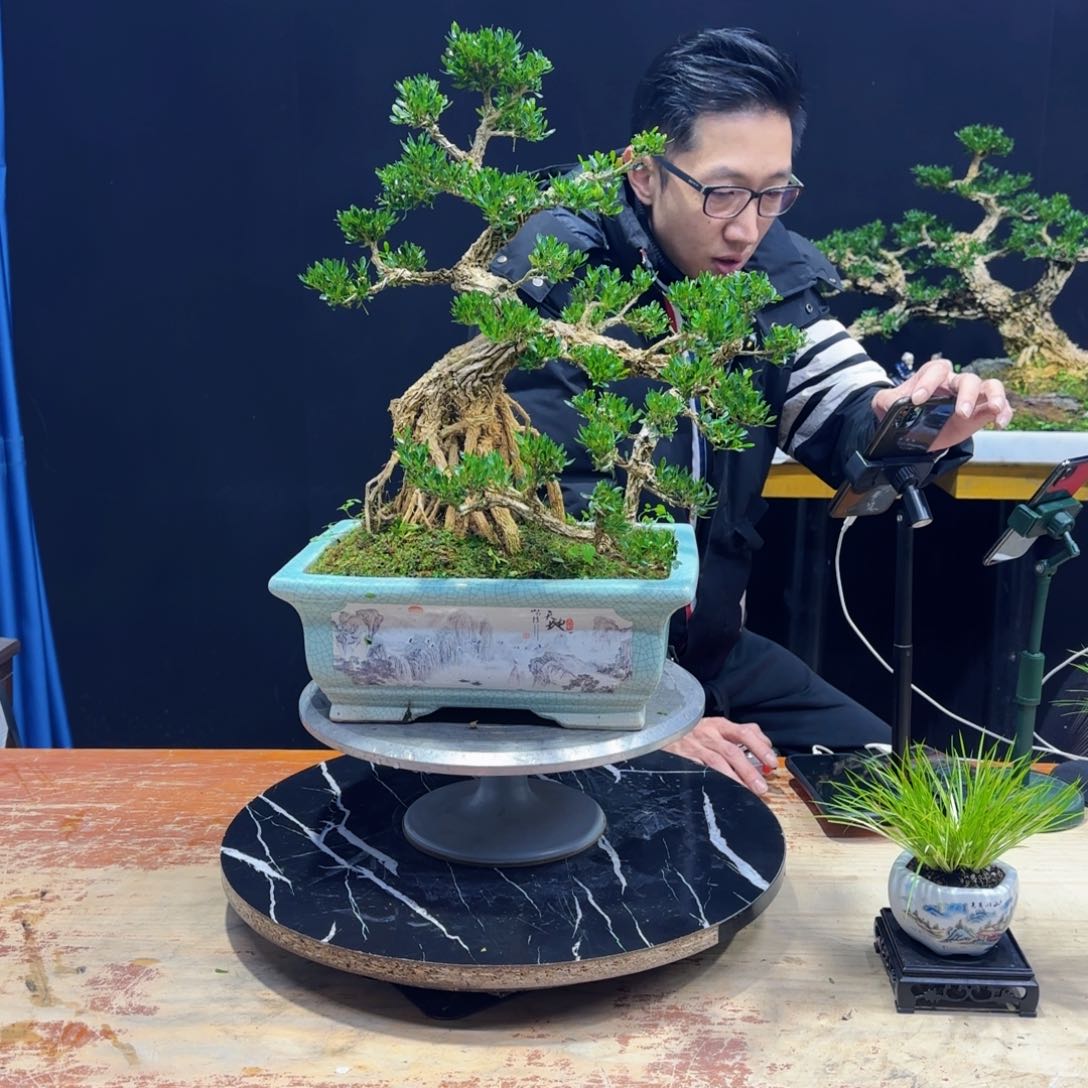 黄杨室内室外盆景艺术