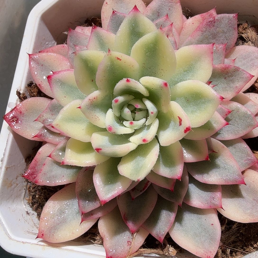 绿爪锦，多肉植物