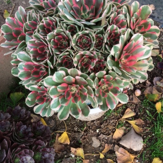 周***记无花朵青苹果法师多肉植物070号