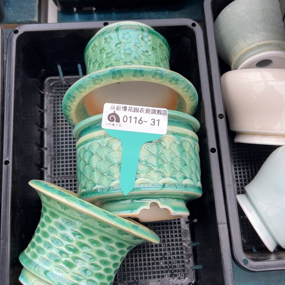 多肉精选编号0116.31