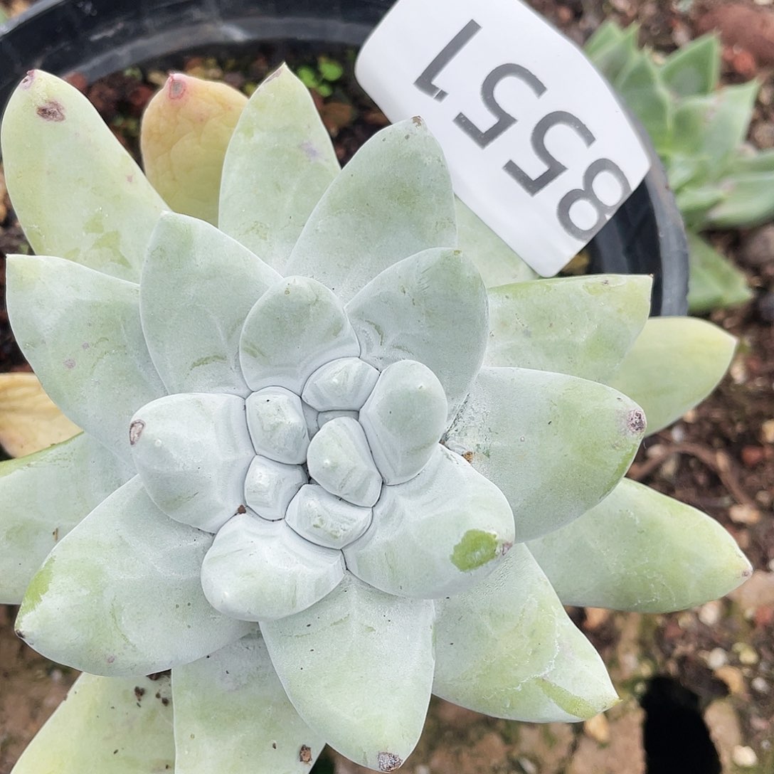 花朵红拇指老桩8551