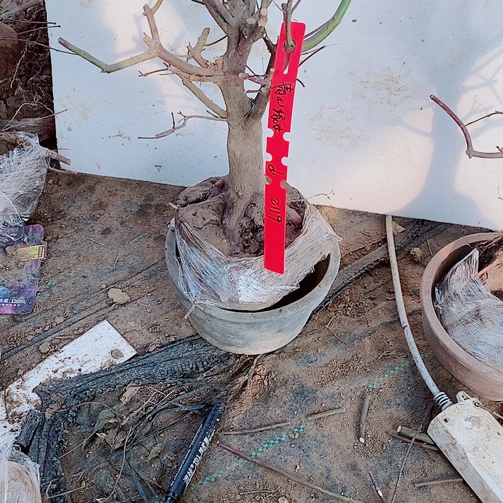 完全开放枫树星星