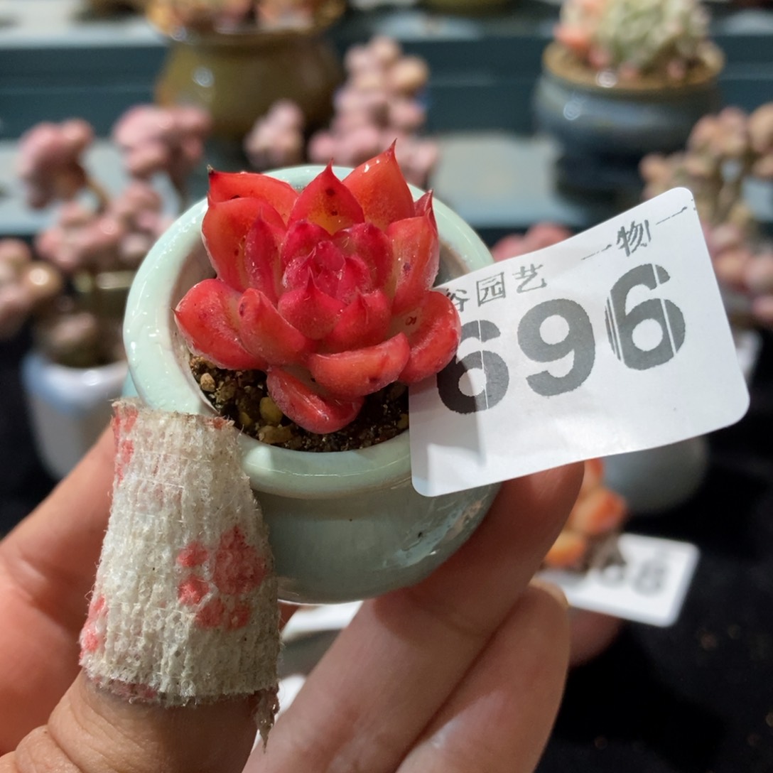 696带盆土111111111