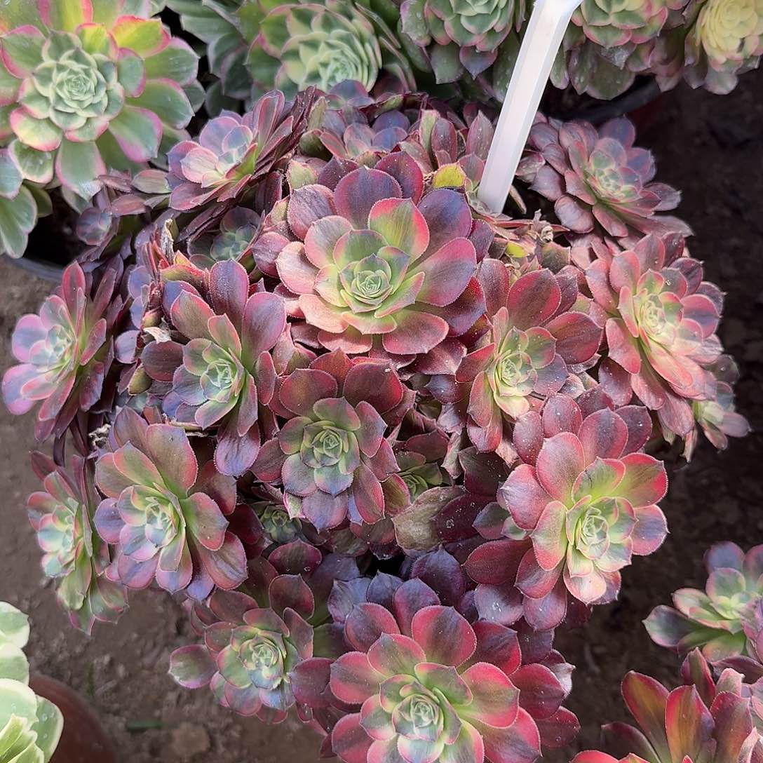 4559安娜多肉法师多肉