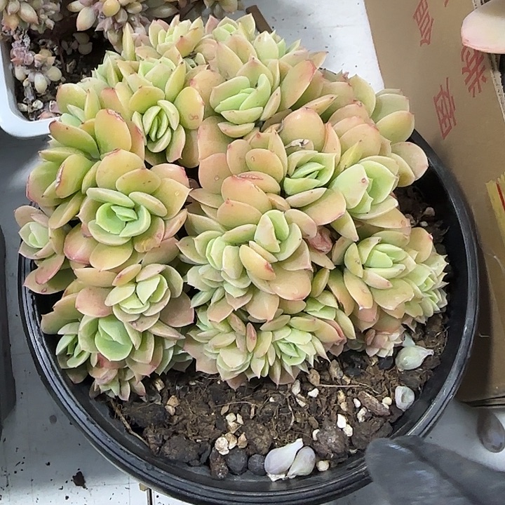 青蛙王子儿童牙膏套装11