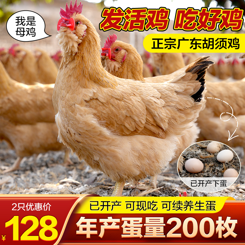 N【已产蛋 2只6斤左右】广东名鸡散养胡须鸡母鸡 五谷喂养B