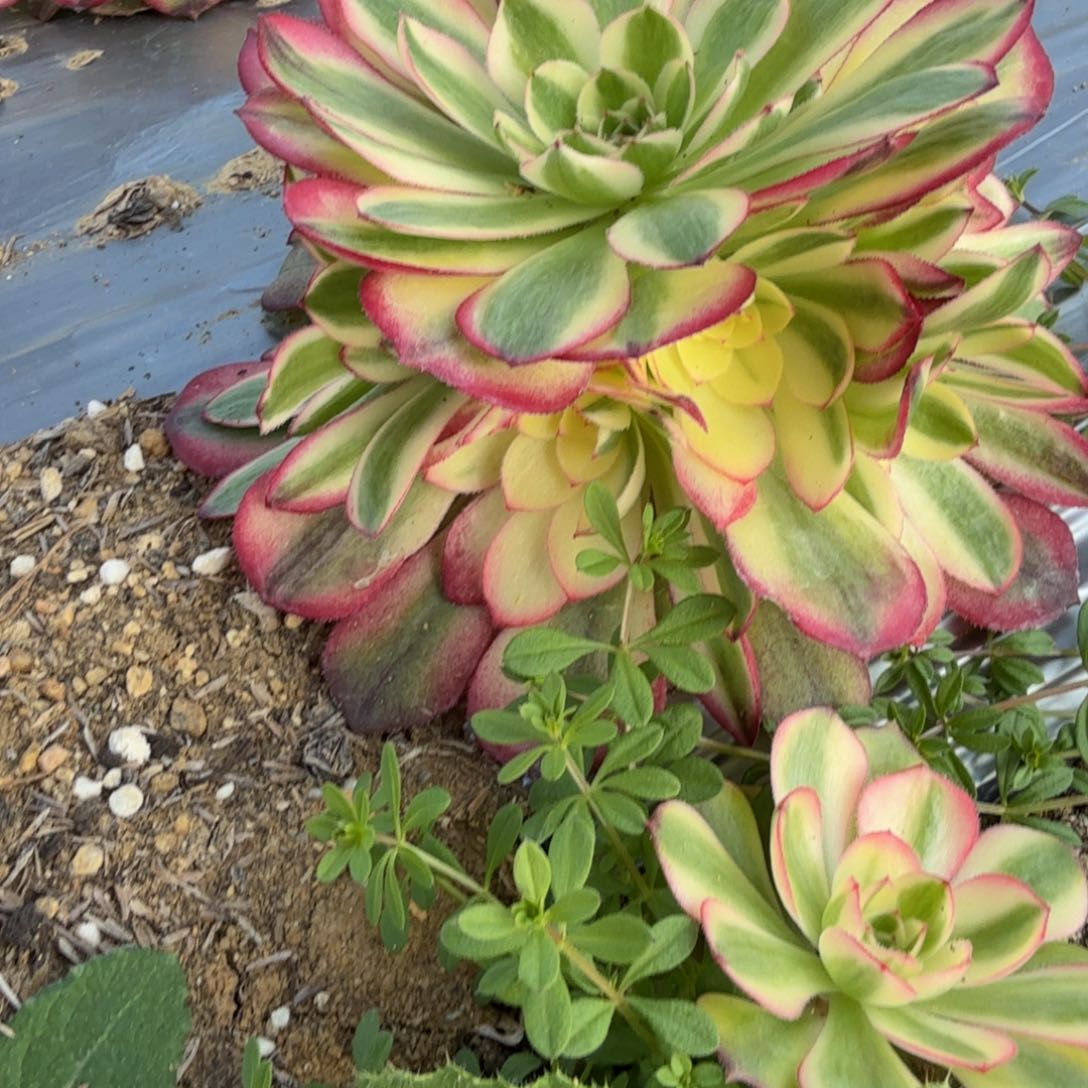 秋*237荔枝。多肉植物