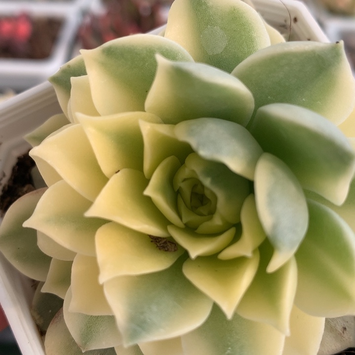 莫西干人锦，锦哥多肉