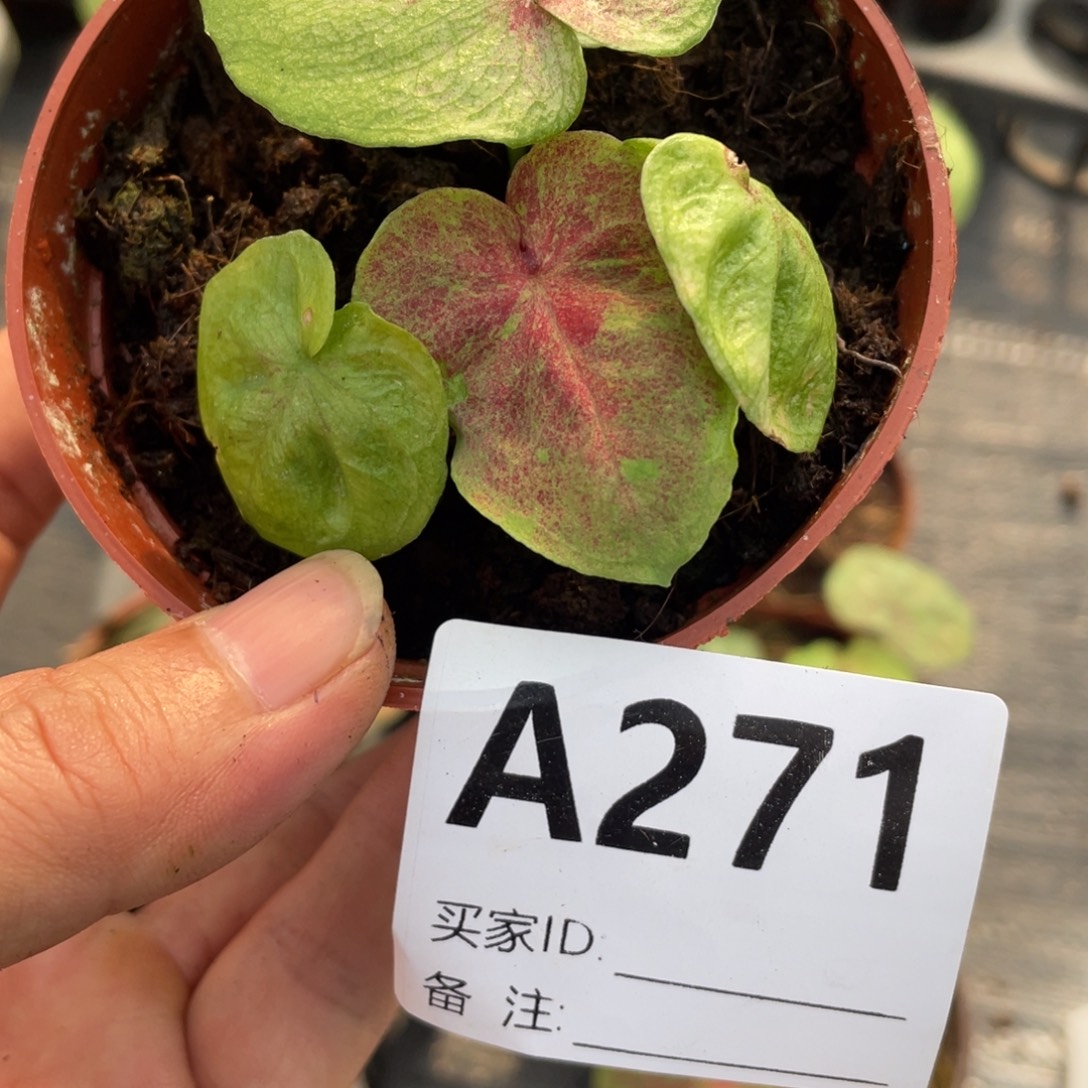 不开花植物海王小崽