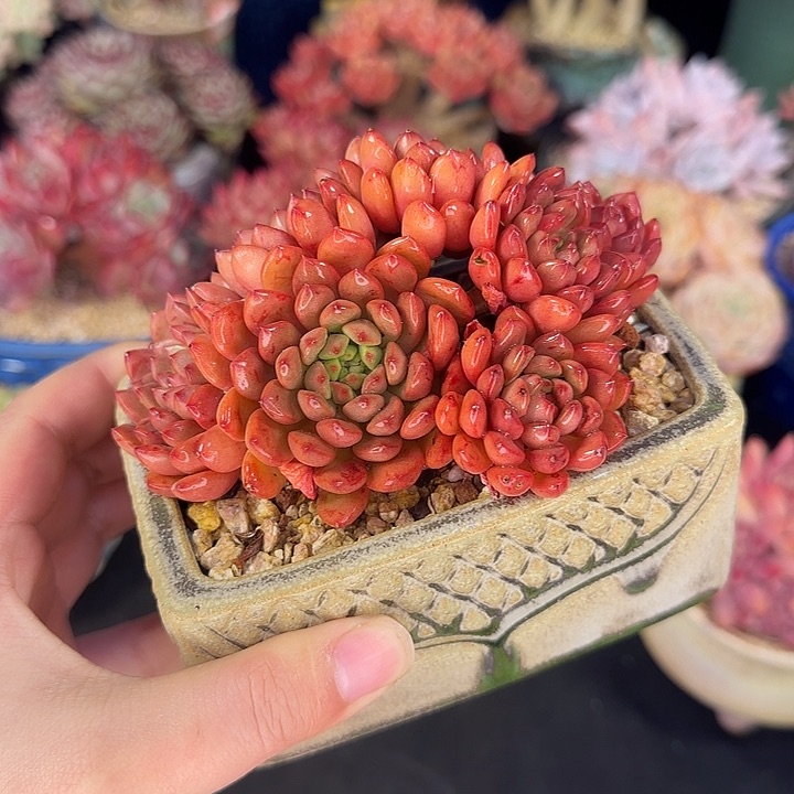 红宝石11cm左右带盆土