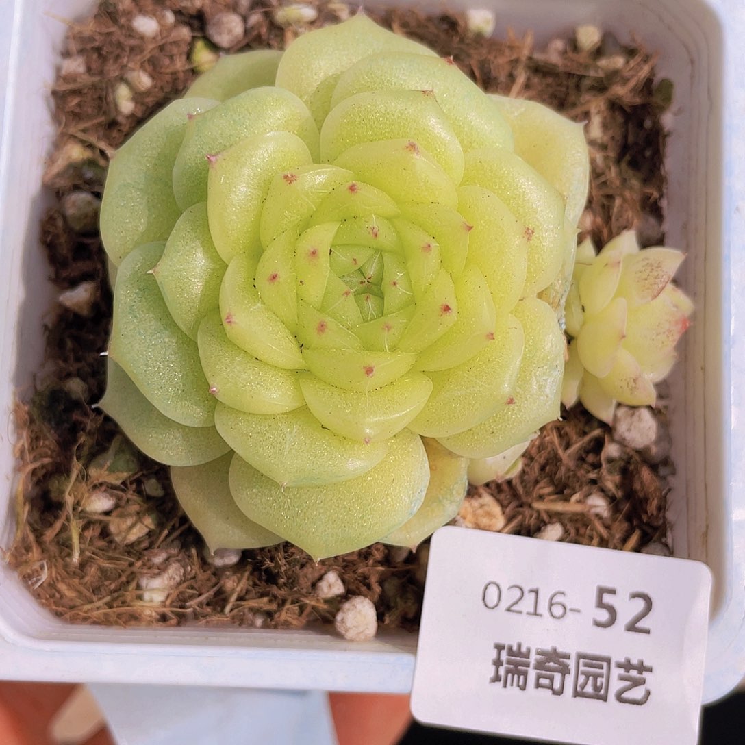 000000000000052量拍