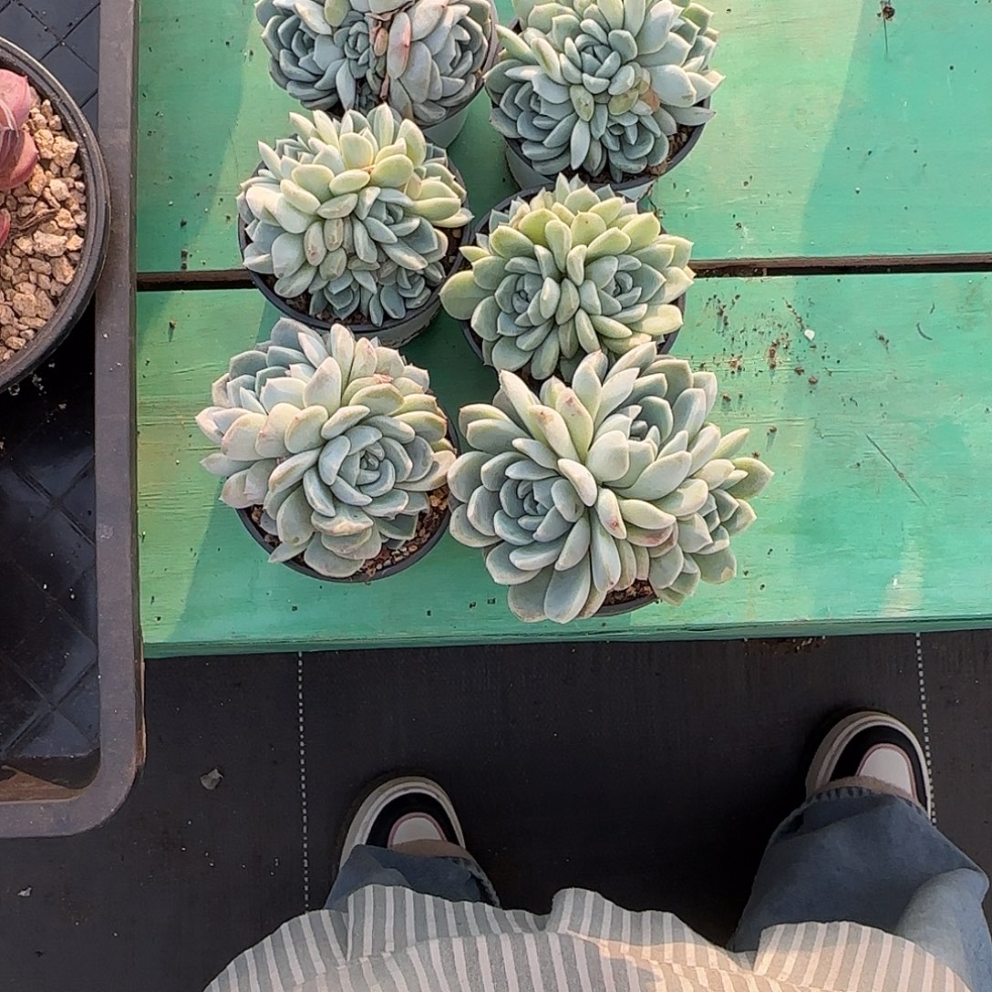 微***凉6颗发货。        