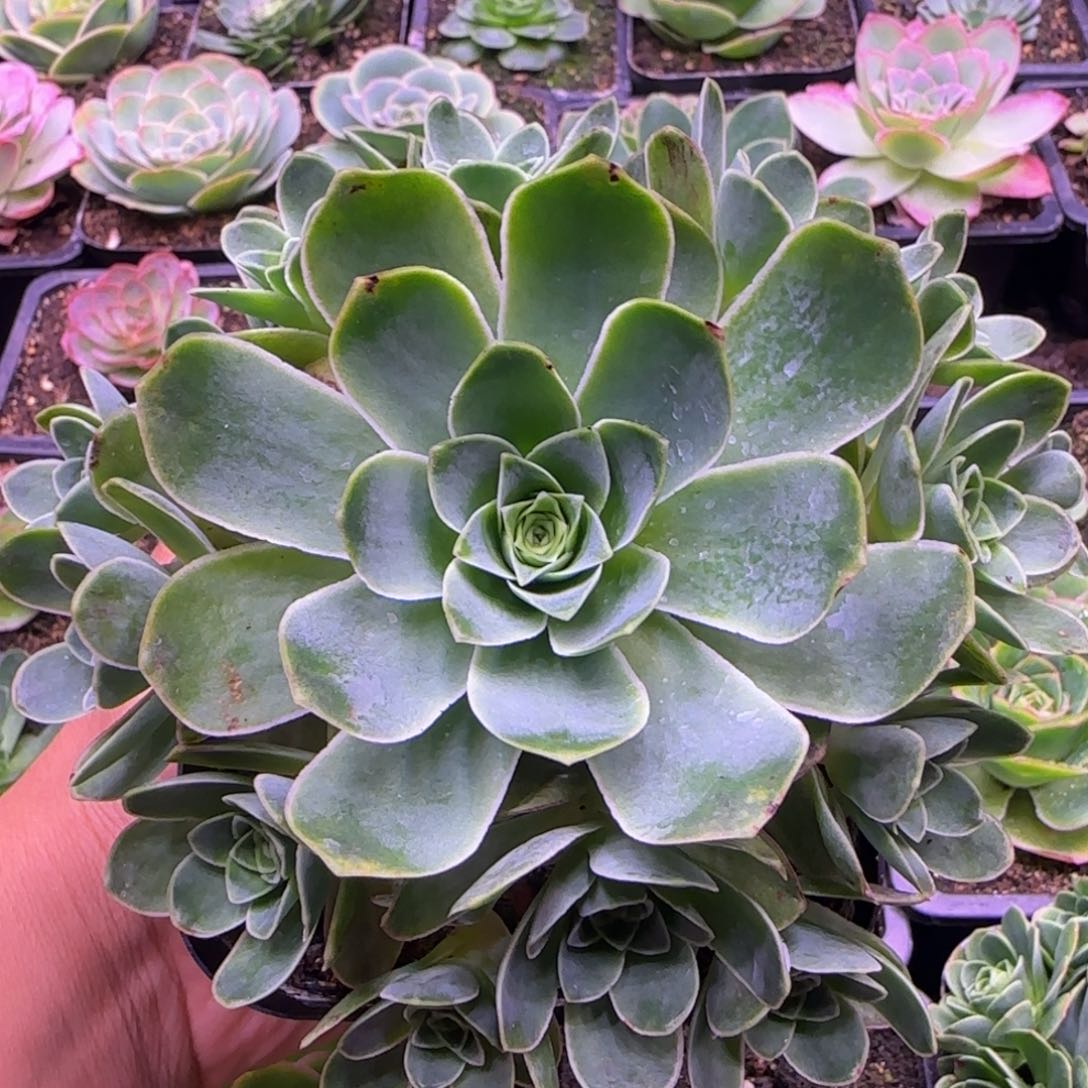 凤凰玫瑰11厘米粉色玫瑰12124243434