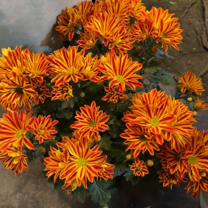 新品梵高斑纹菊盆栽