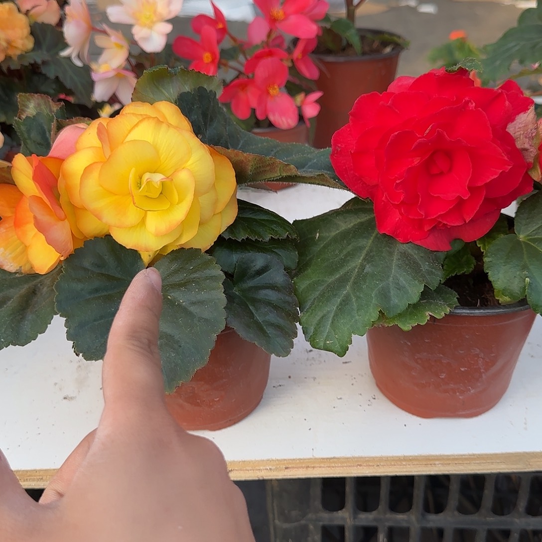 日落夫妻➕玫红夫妻球根海棠