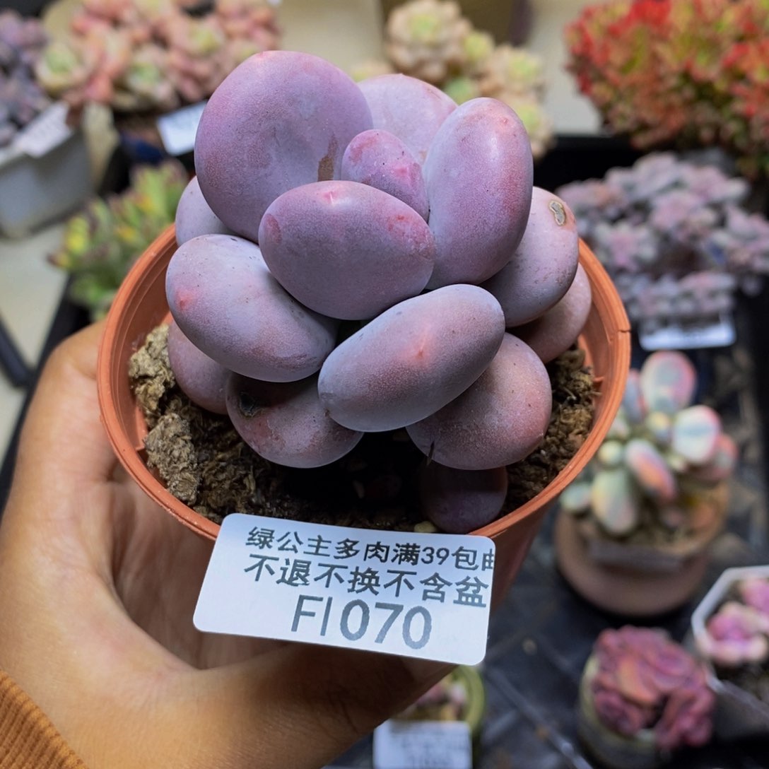 070大叶奶多肉6c m