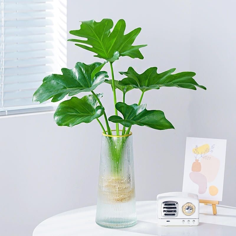 春羽水培土培盆栽绿植龙鳞春雨室内小天使植物土培大型龙鳞龟背竹