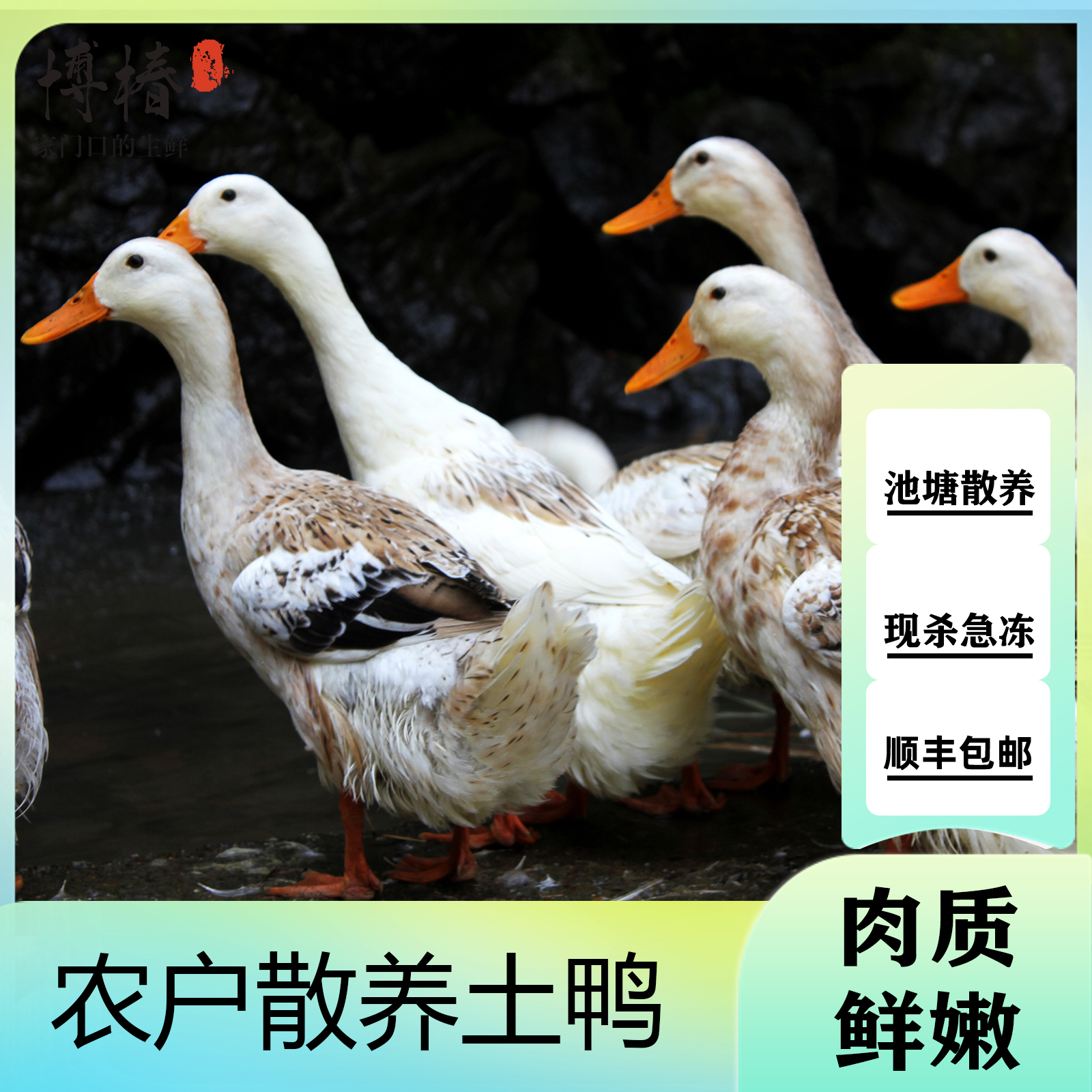【三只装】仔鸭肉质鲜嫩净重共9斤净膛无舌单只毛重5斤净重3斤