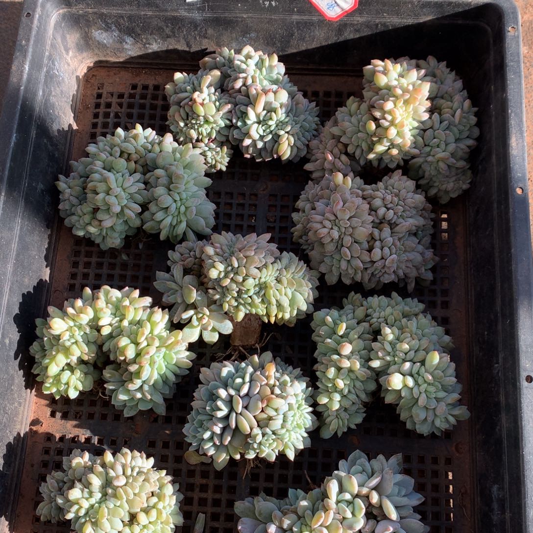 739号新疆西藏内蒙古不包邮的