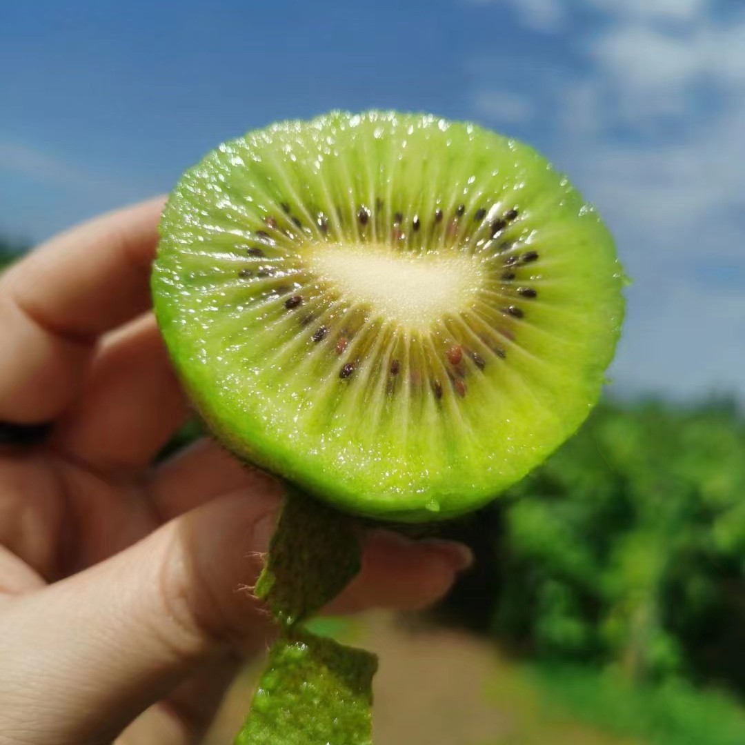 _【修文猕猴桃】香甜多汁，（5斤）