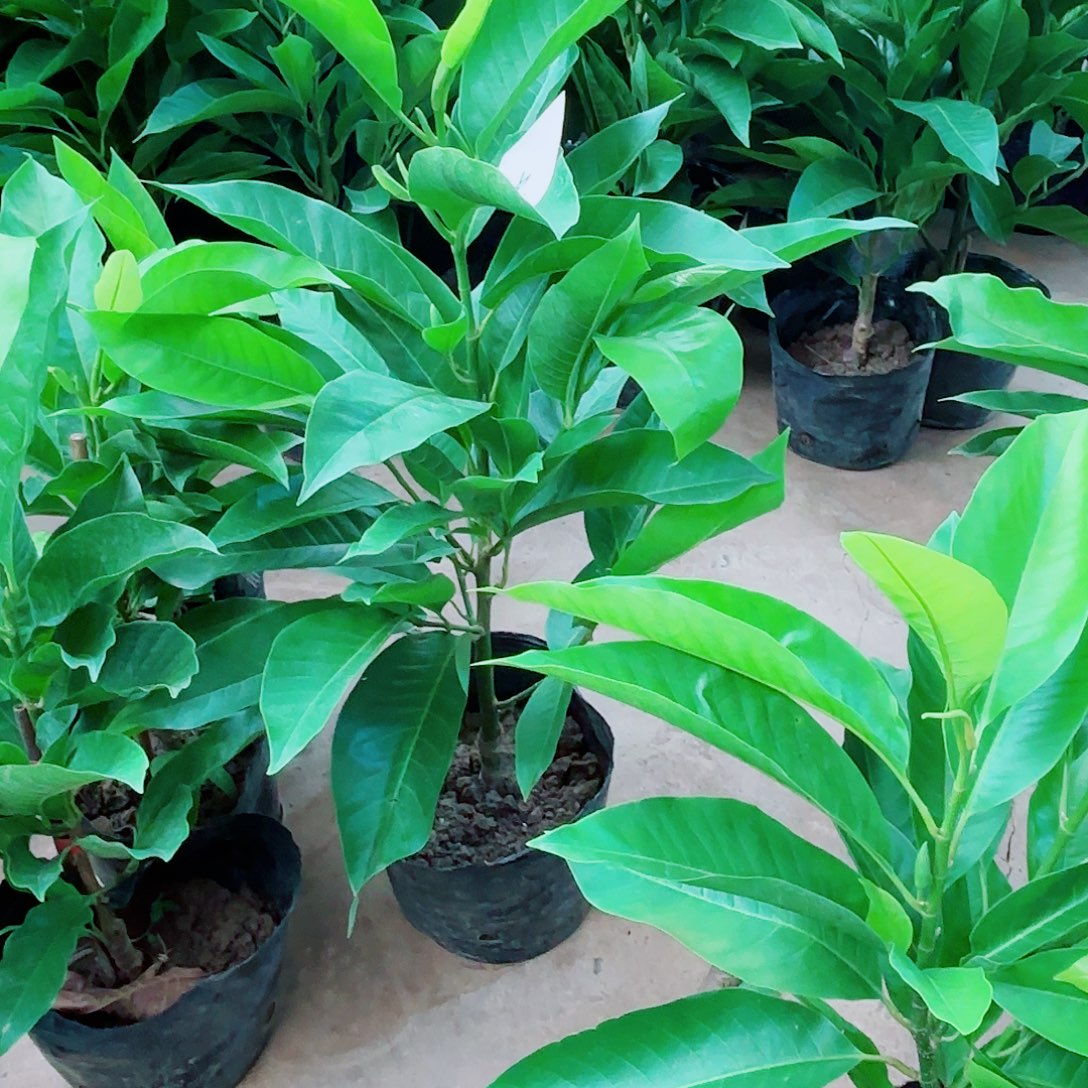 无花朵白兰111111