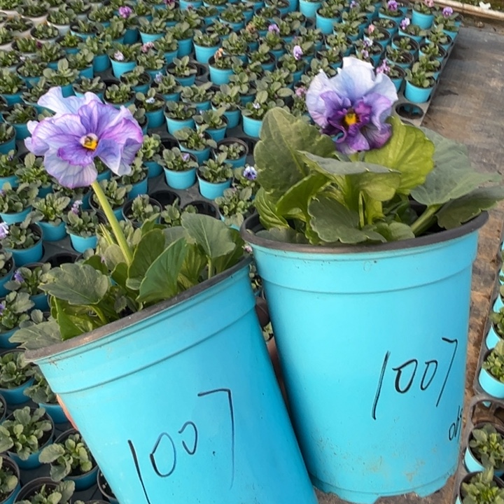 大部分花苞少量开放1007