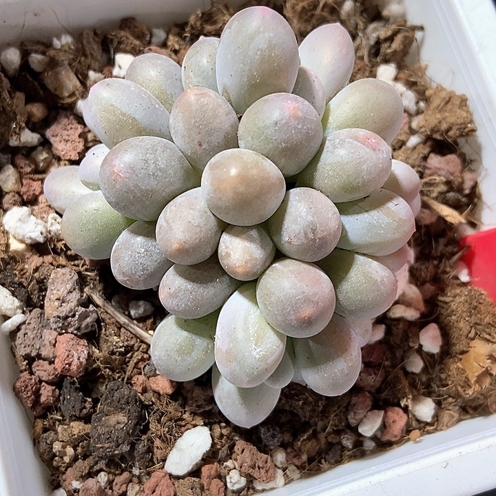 多肉植物汤圆群626