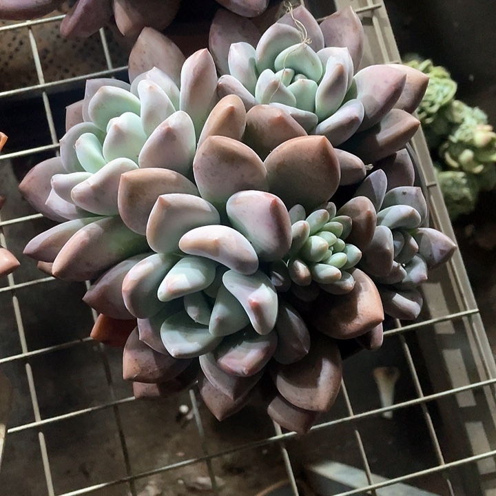 ~***~奥普多肉植物群生