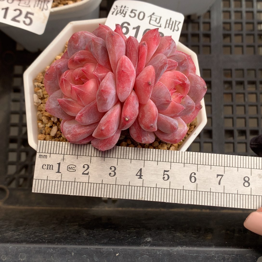 豆***子6163双头珍妮琥珀冠服6