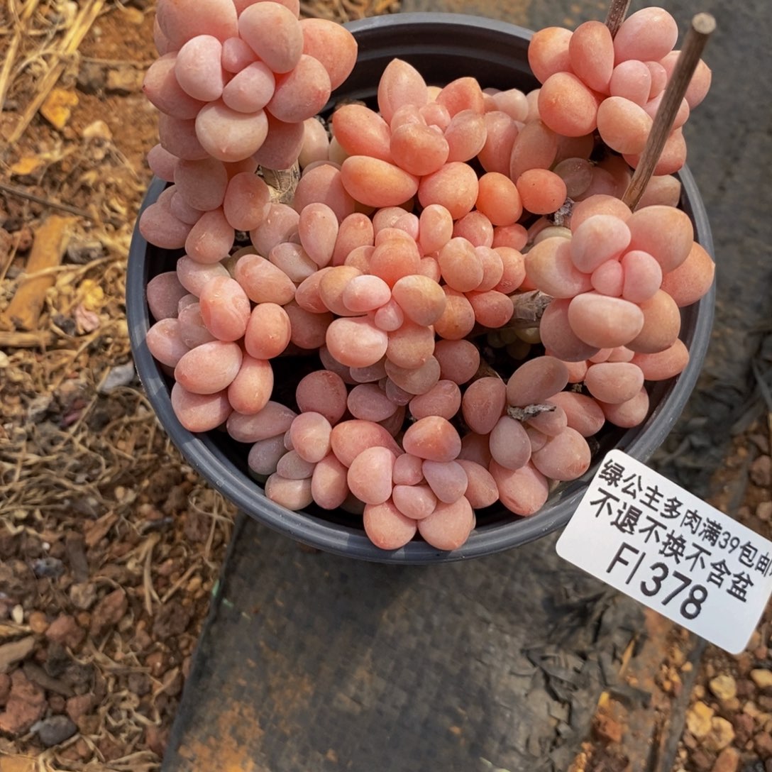 鱼子酱378/10cm的肉