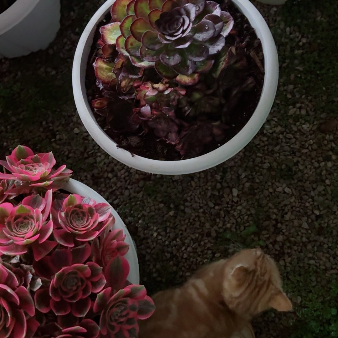 二**姨多肉植物发货发货