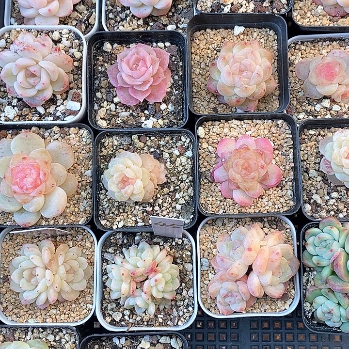 响当当了的时候你在干什么