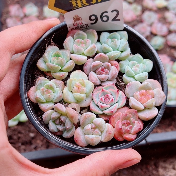 多肉植物多肉植物