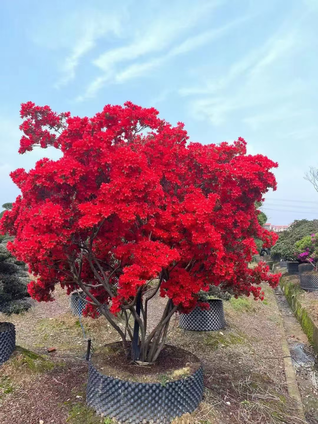 大别山腹地映山红