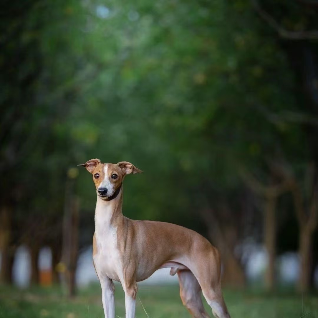 格力犬灵提犬细活物适合家养