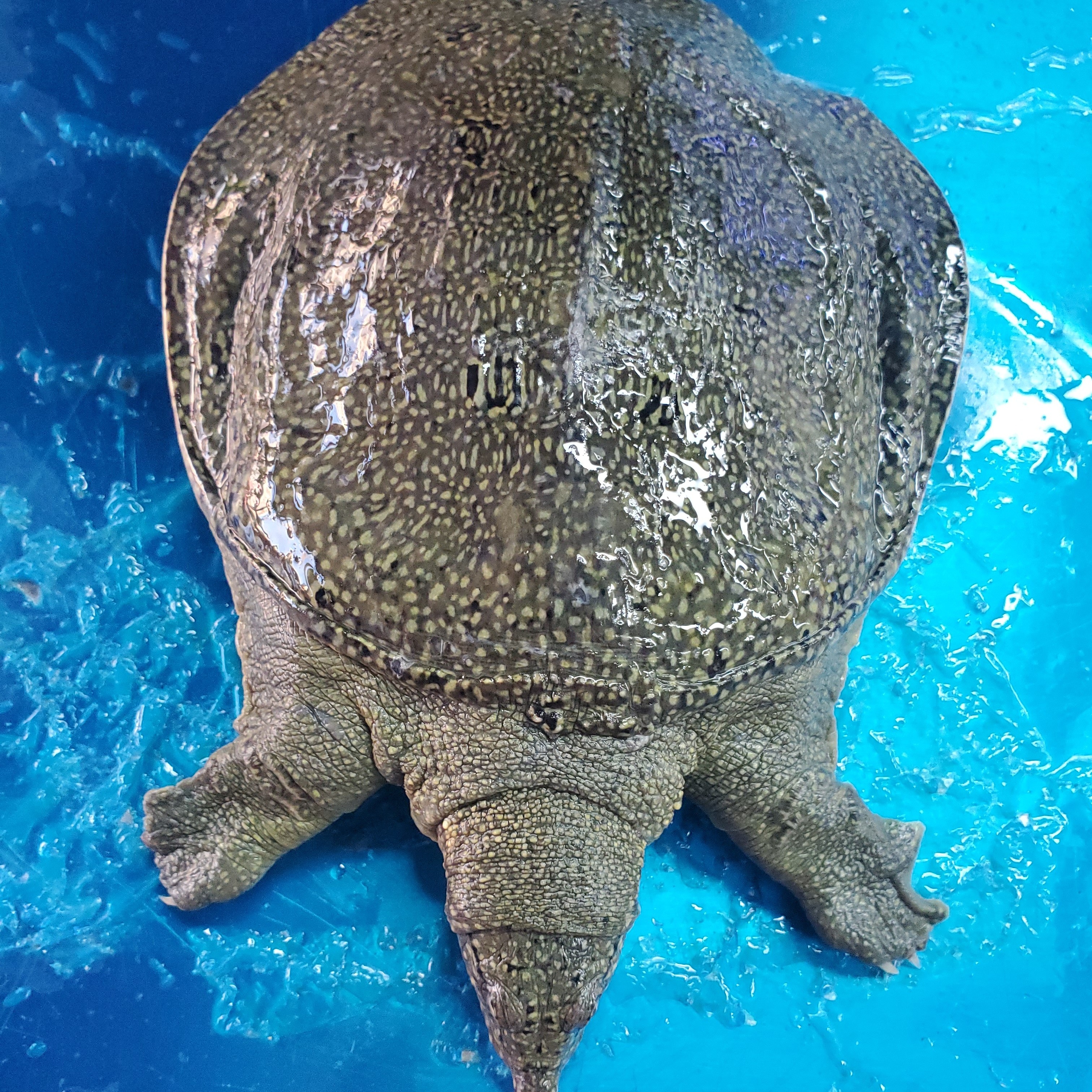 小甲鱼（0.6斤左右）