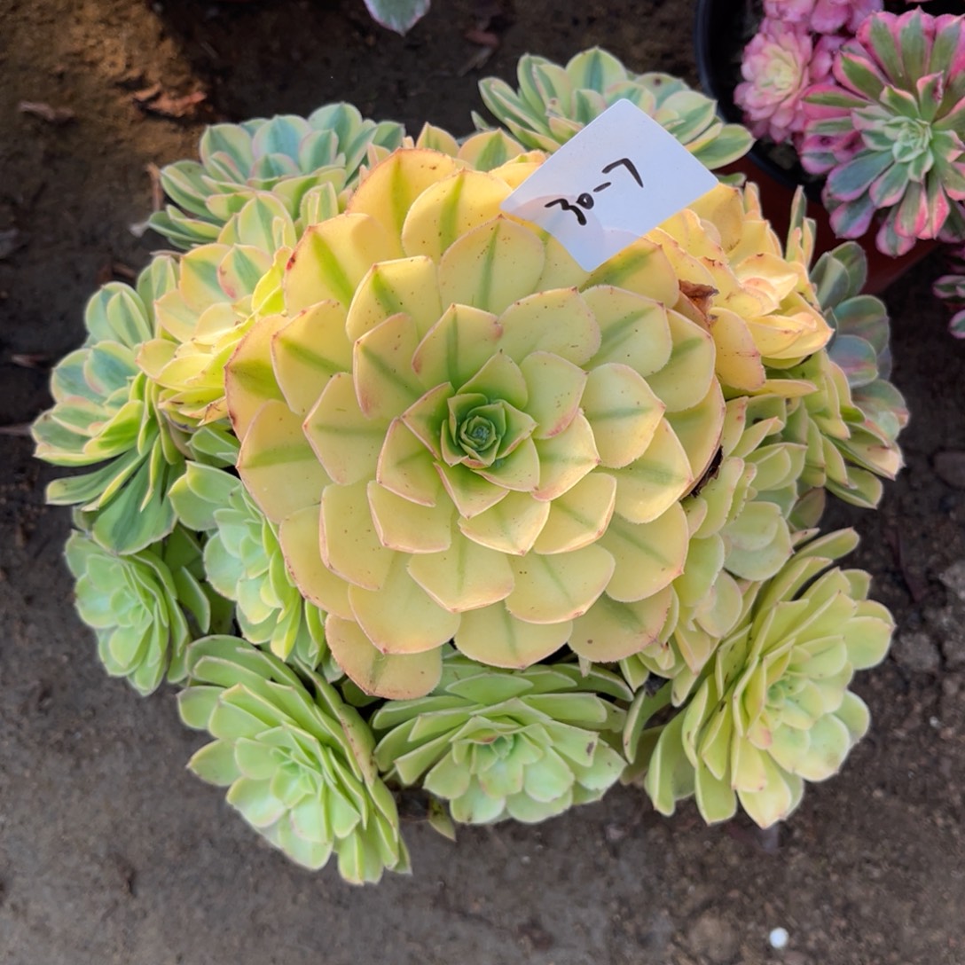 11-30-7雨荷法师锦