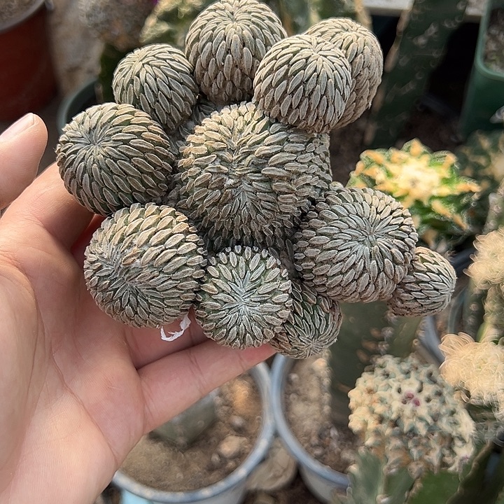 13.5大精巧丸子仙人球790