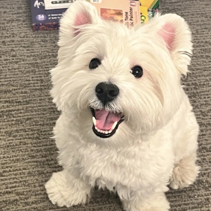 【香香家】高端西高地犬链接