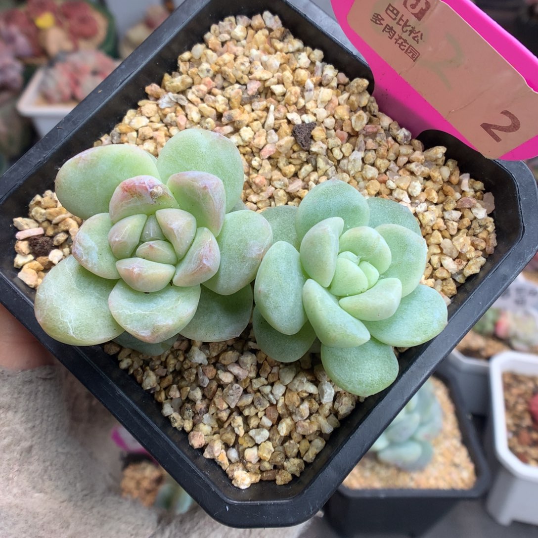 2双头冰玉石化多肉植物