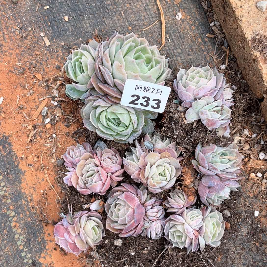 带桩发货。      233