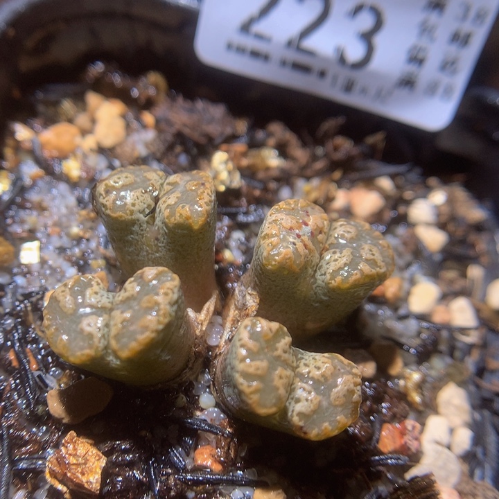 精品生石花225.223