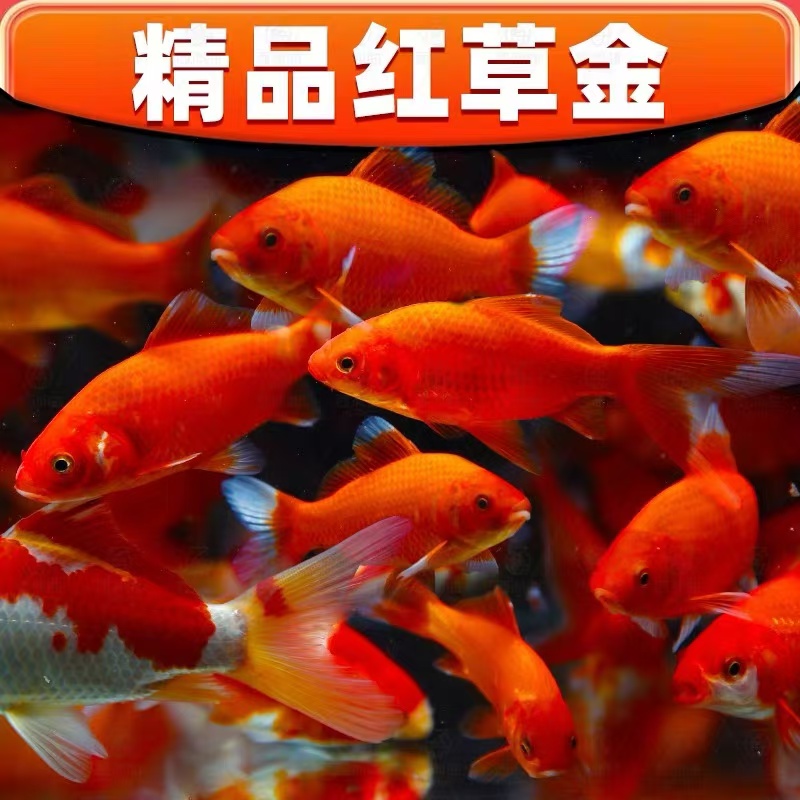 新手懒人鱼包邮30条7-9厘米多彩混色草金鱼冷水鱼耐活观赏鱼活体