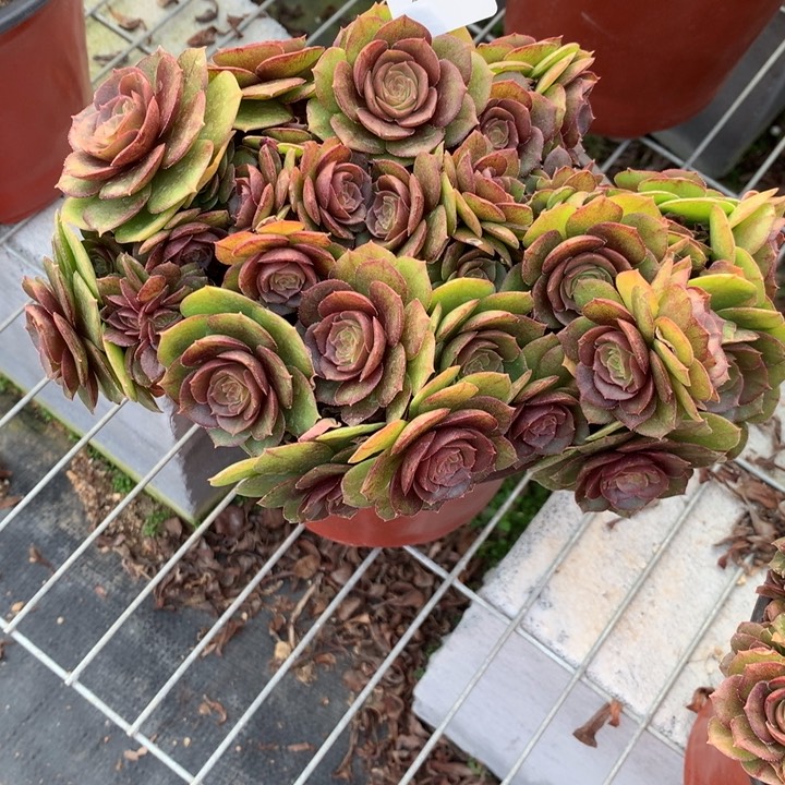 066万缀多肉植物