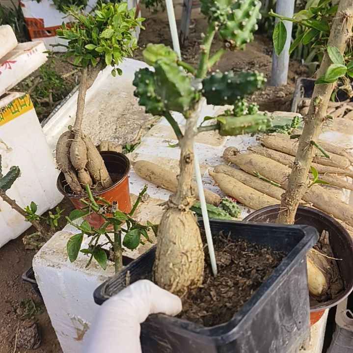 天***客学月之桂嫁接多色水仙一颗脱土