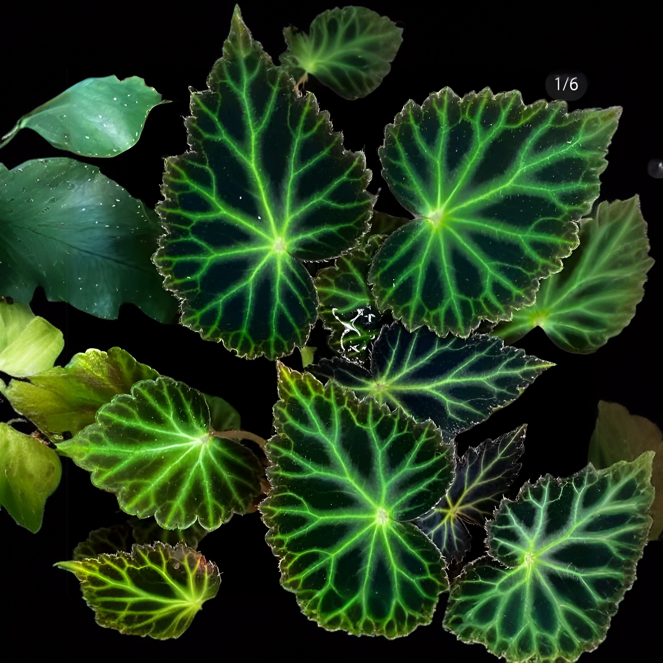 皮尔斯秋海棠春屿花间