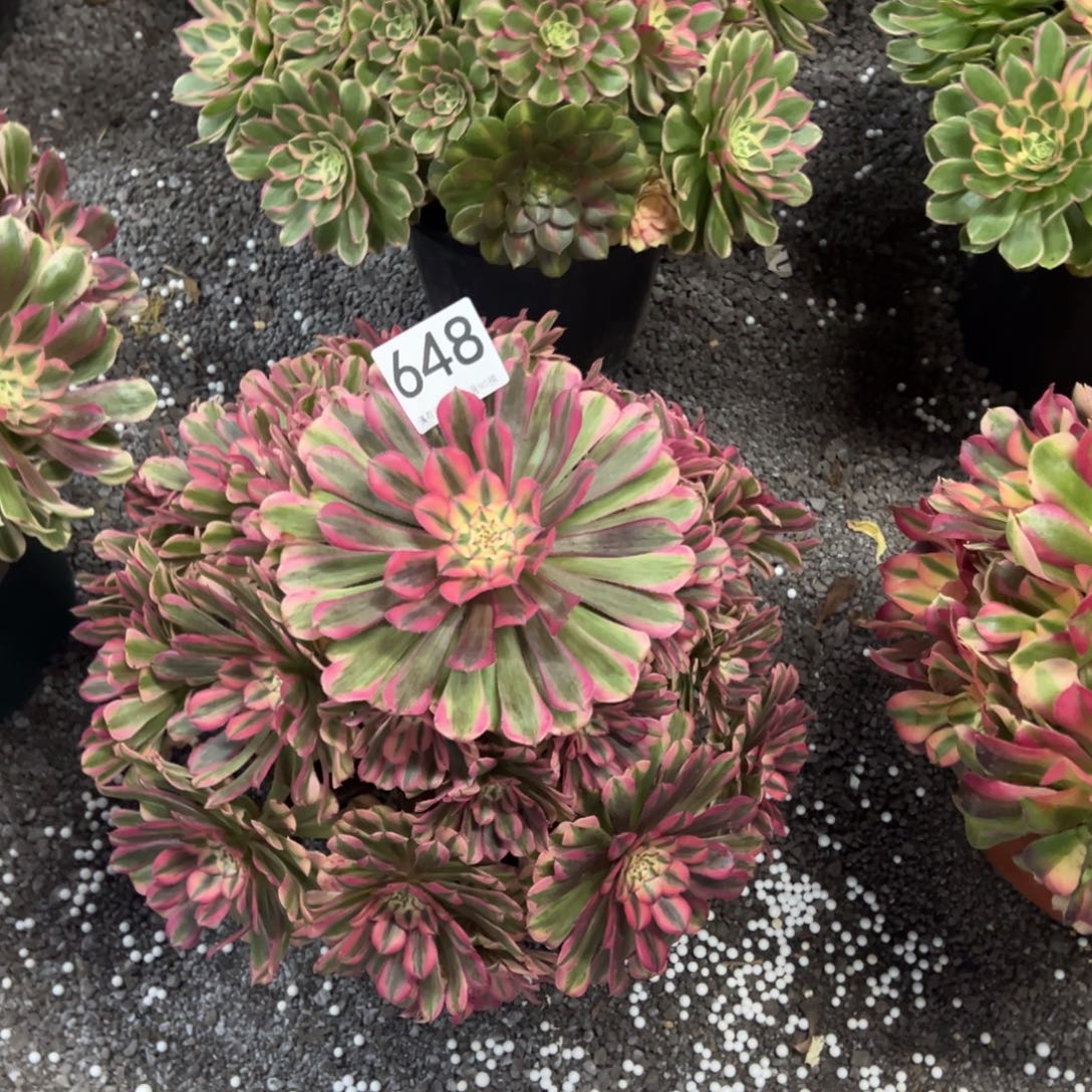 我是真的很喜欢这个