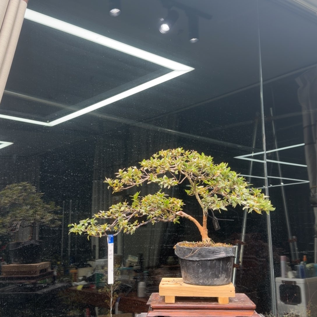 带***浪无花朵花卉苗木花卉苗木