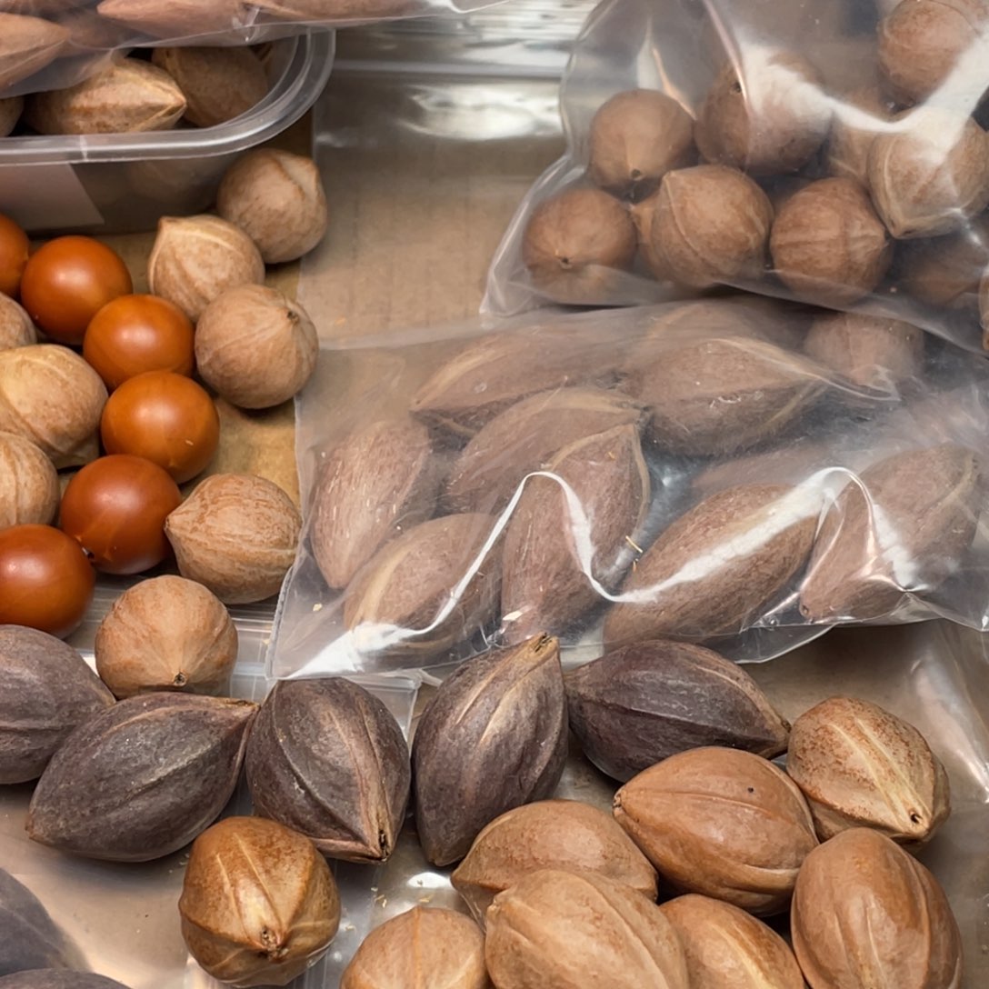 伊***特橄榄核手串/手链1