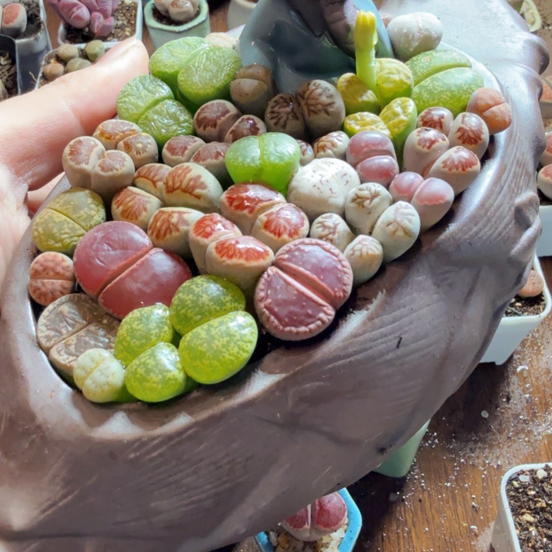 薄***、多肉植物和植物的生长发育209